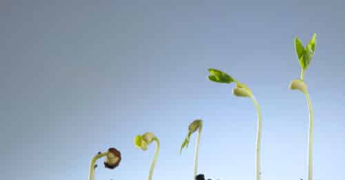 Growing plant in soil isolated on gray background.