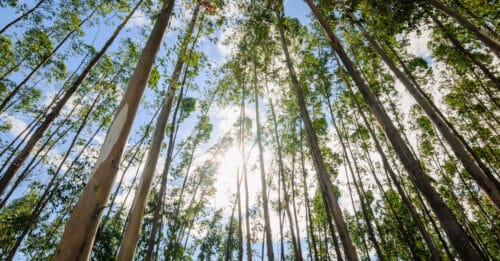 forest view