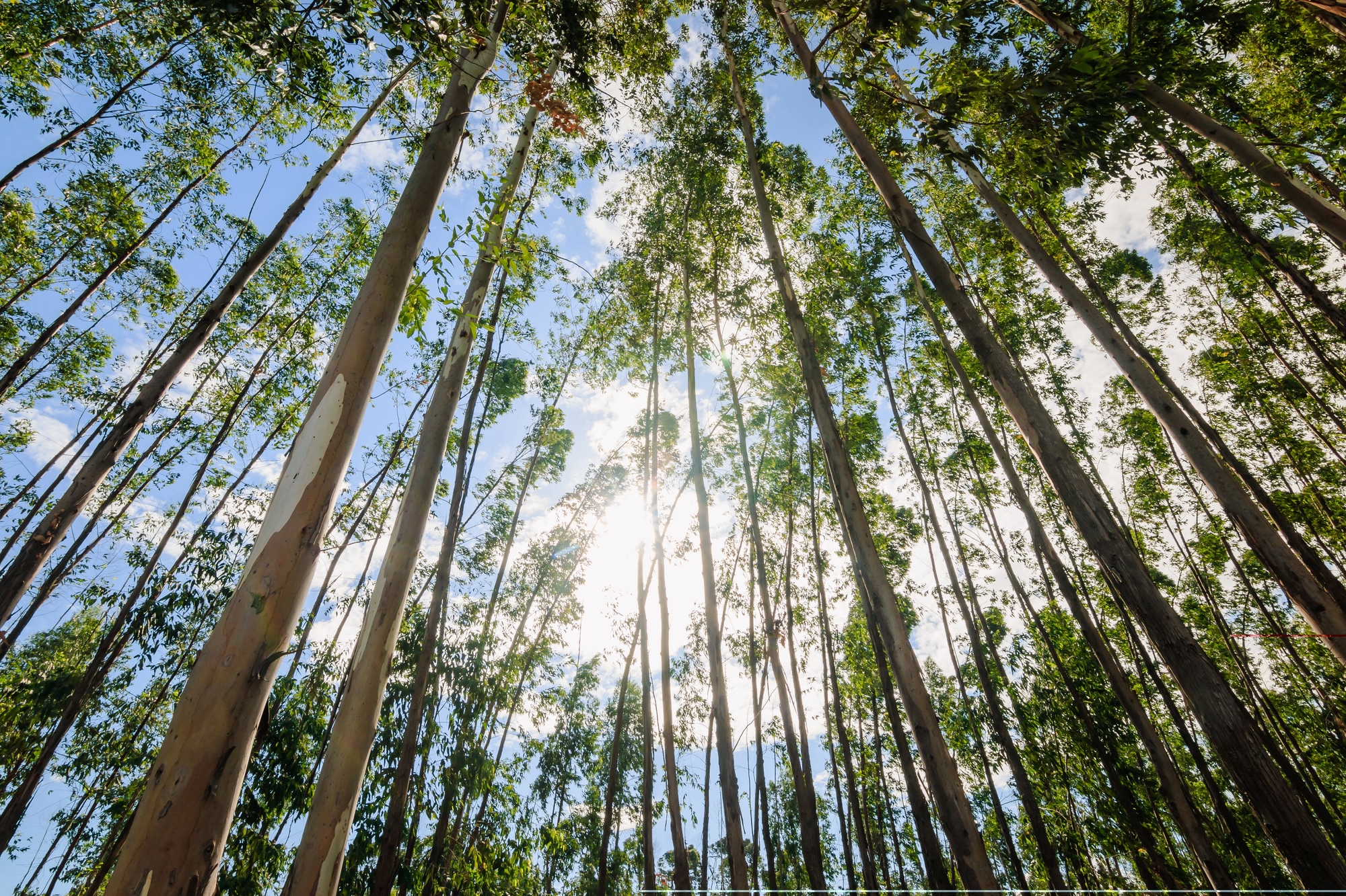 forest view